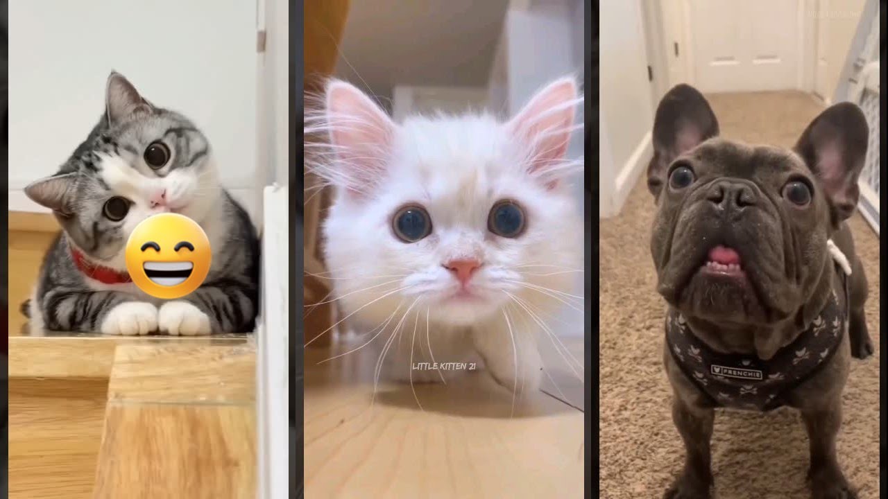 Cat Funny Videos 😅 Try not To laugh 🐱 #FunnyCats #4510