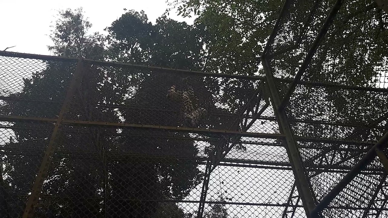 Amazing leopard jump  How High he can jump