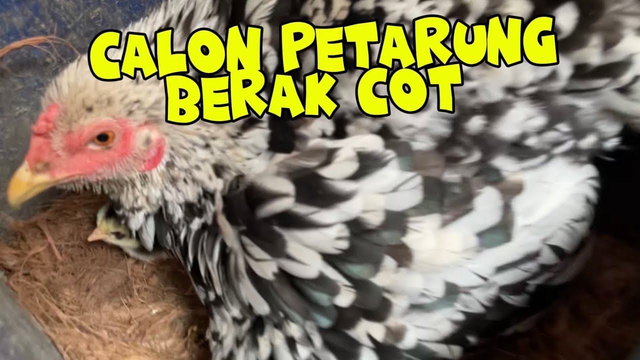 AYAM BRAKOT MENETAS !!! Calon petarung BRAKOT ! 