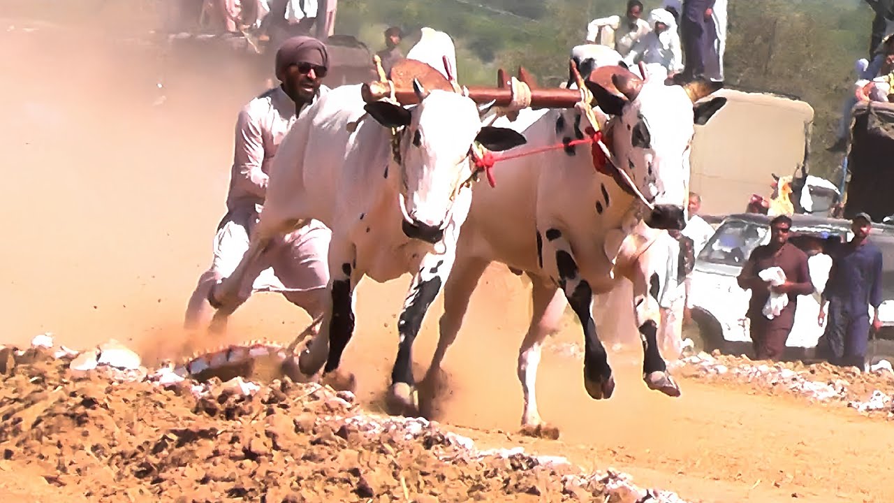 Highlights | Bull Race In Pakistan | Qaze Jee | Fatehjangi bulls