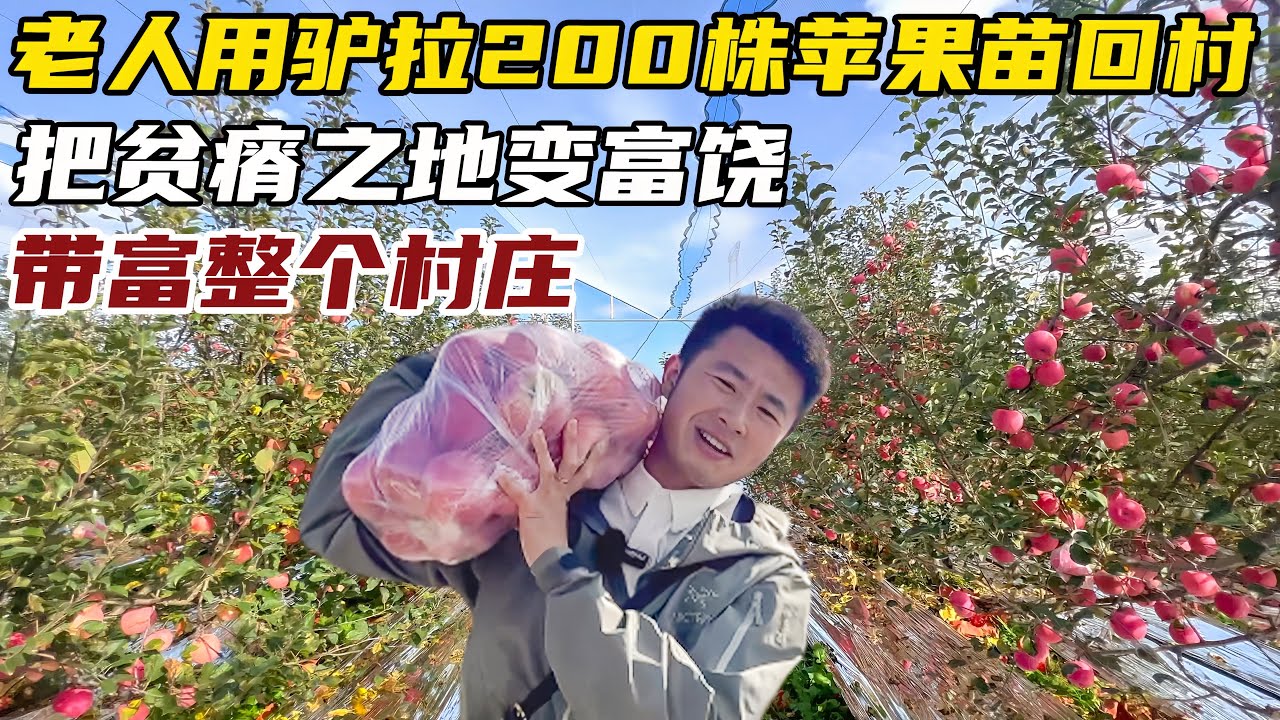 老人用驴拉200株苹果苗回村种植，硬把一个村带富了，太强了！【小白的奇幻旅行】