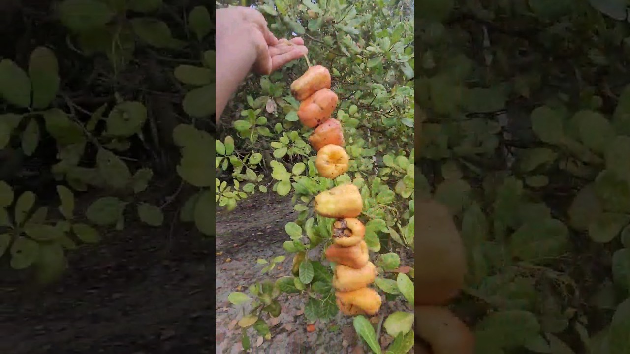 How To harvest 🍒 Cashew Fruit From a Farm #shorts #FoodEntertainment #JGricecurry