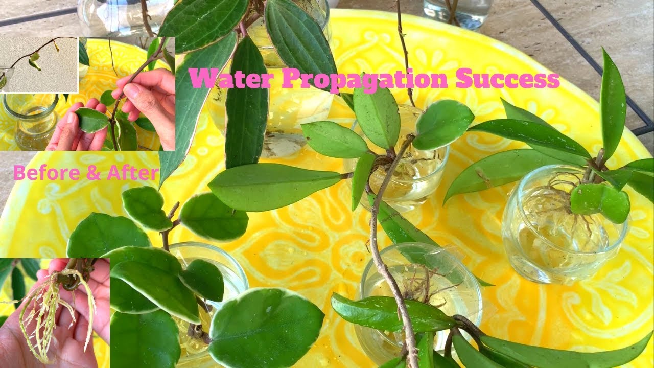 Hoya Water Propagation Success and More