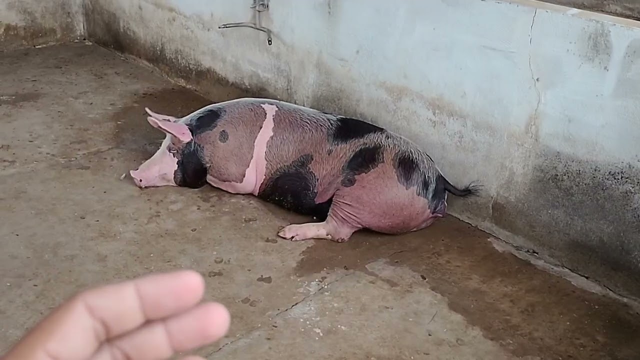 Suíno (porco) 