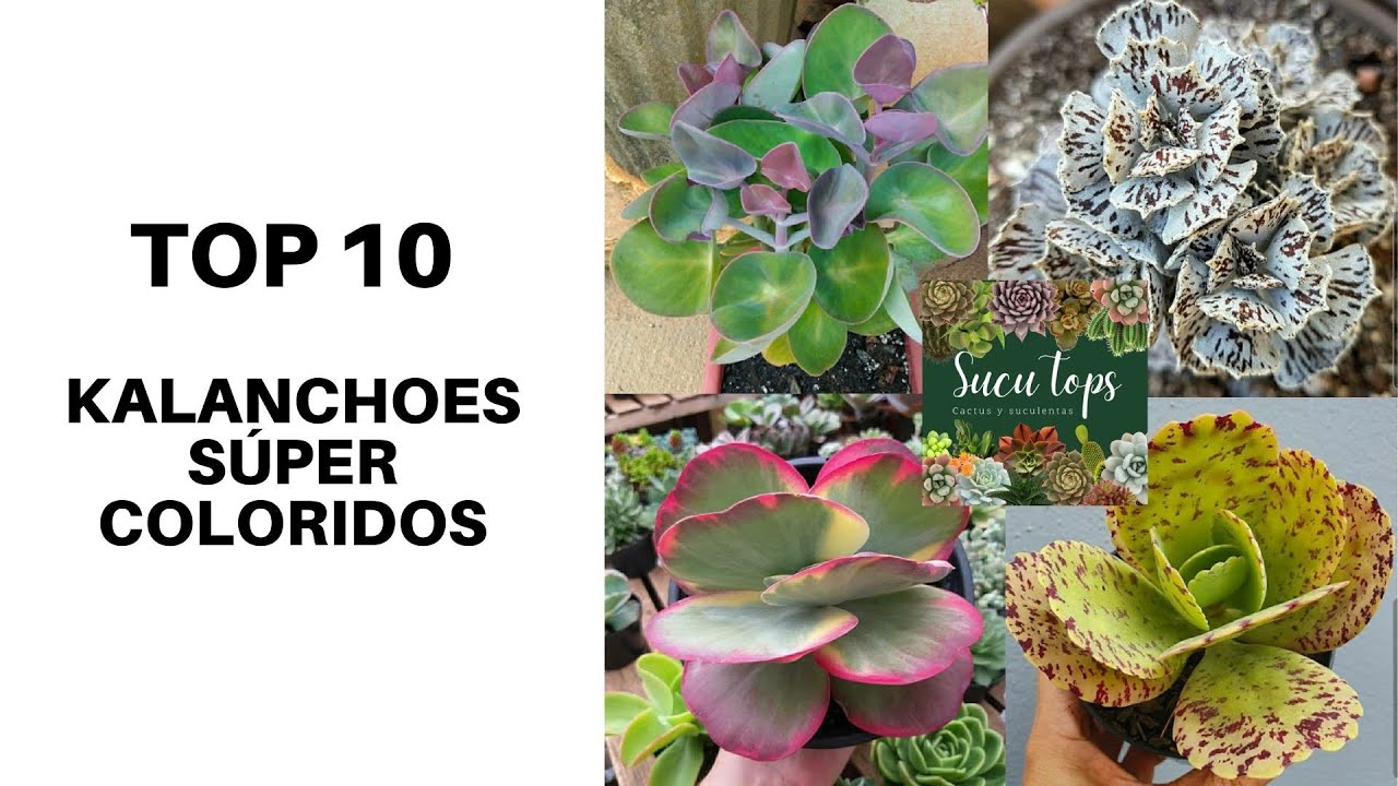 TOP 10 KALANCHOES S&Uacute;PER COLORIDOS
