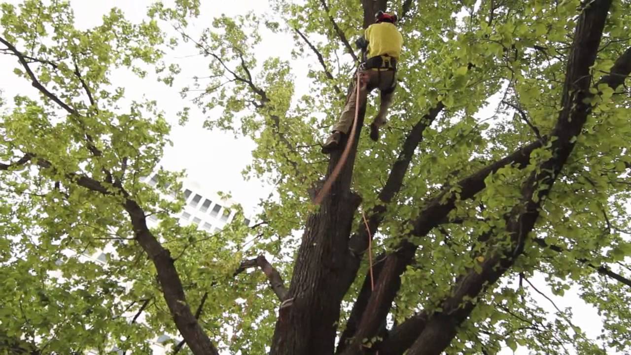 A day in the life of a Citywide Arborist- Ep 1