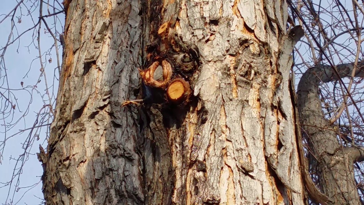 Maple Leaking Sap