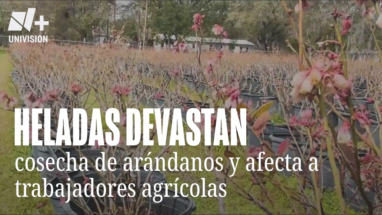 Heladas devastan arándanos en Hillsborough y afectan empleo agrícola