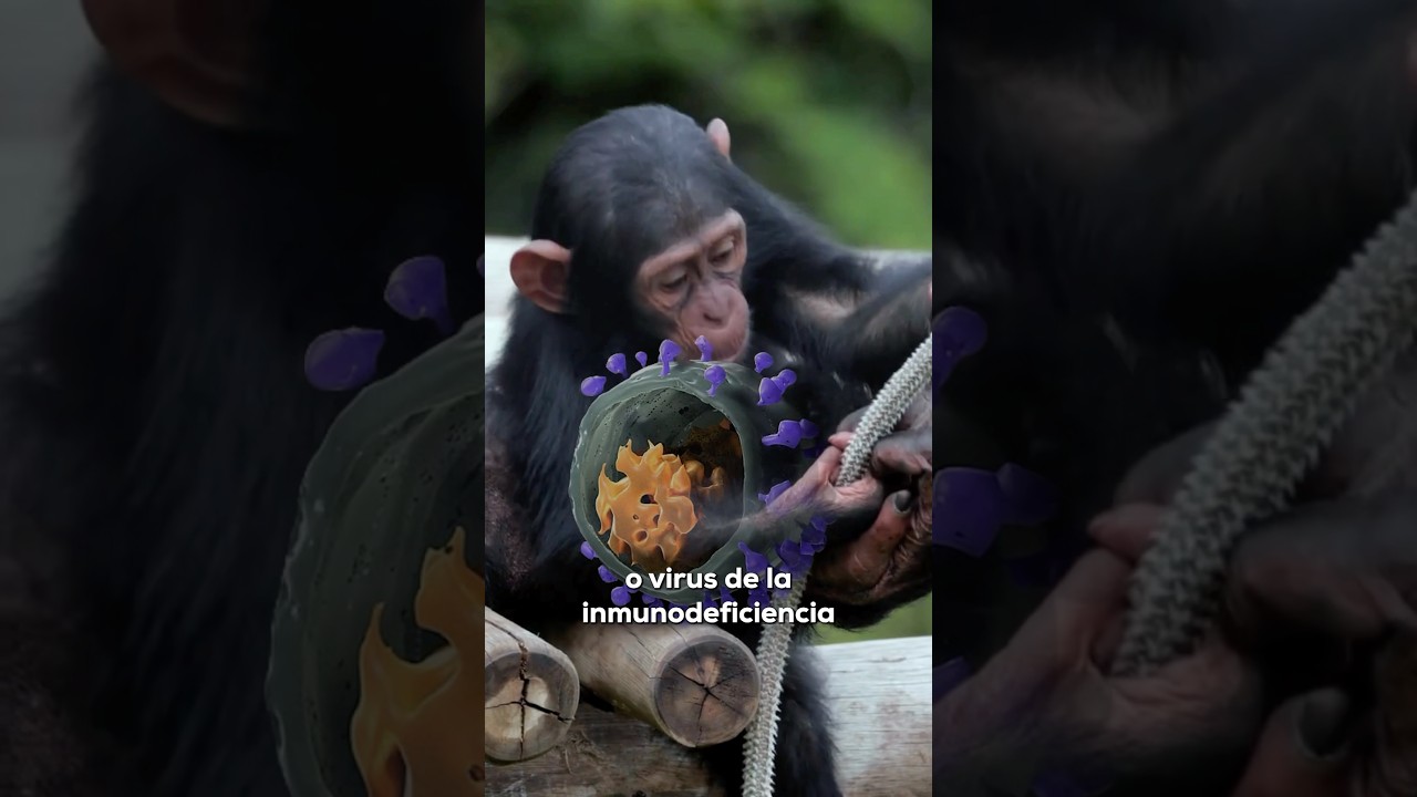 Este es el ORIGEN del SIDA 🐒🦠🔬