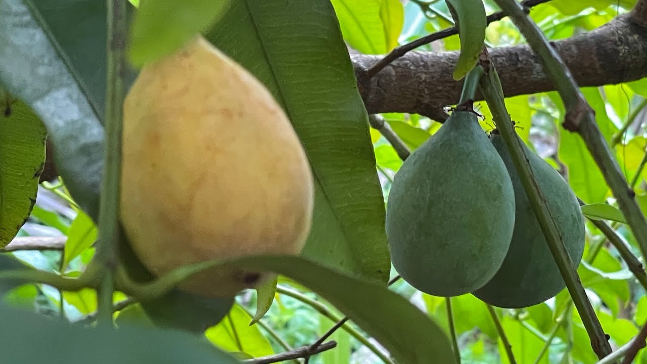 Garcinia humilis aka Achachairu fruit status, planting Theobroma cacao