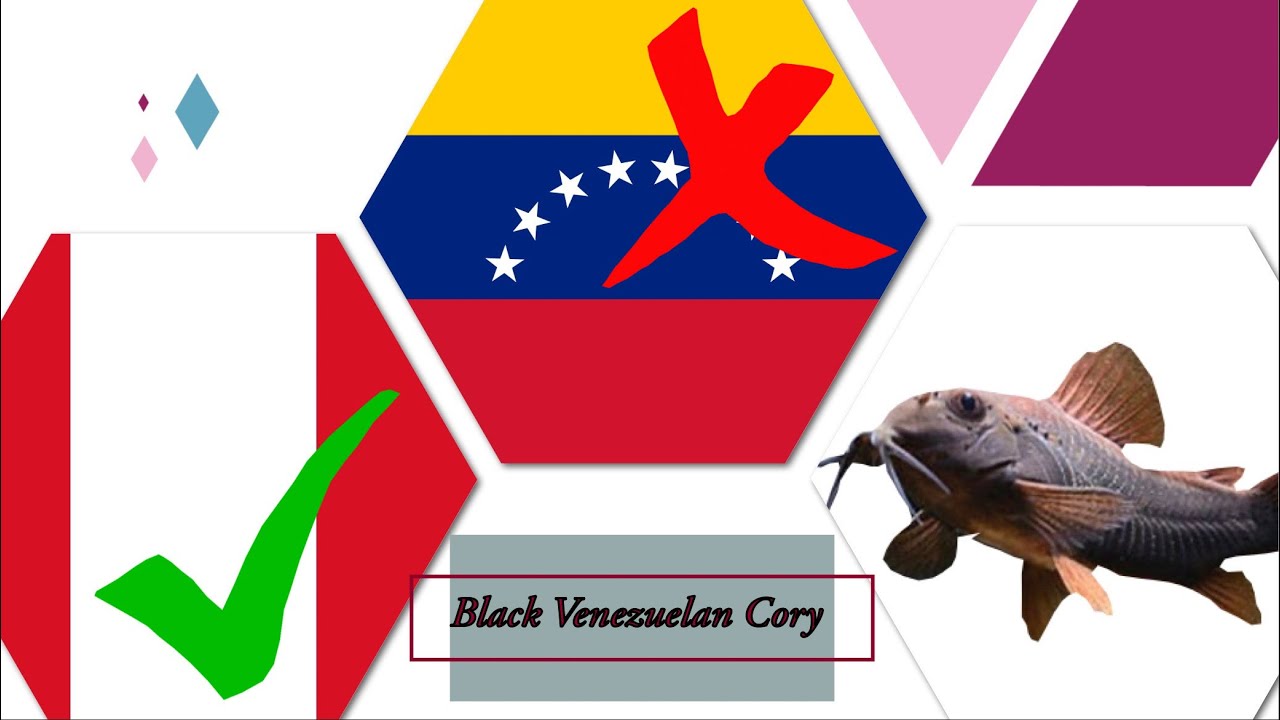 Black Venezuelan Corydoras, how to keep successfully. Species spotlight