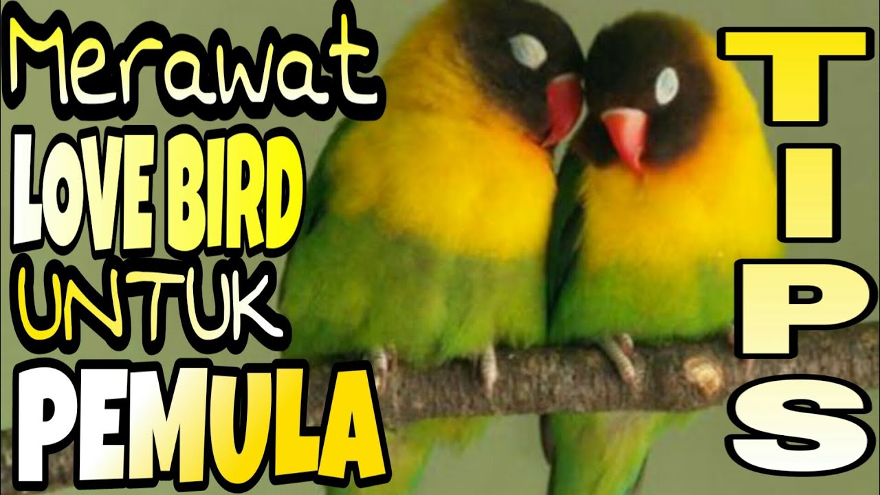 TIPS PERAWATAN LOVE BIRD UNTUK PEMULA