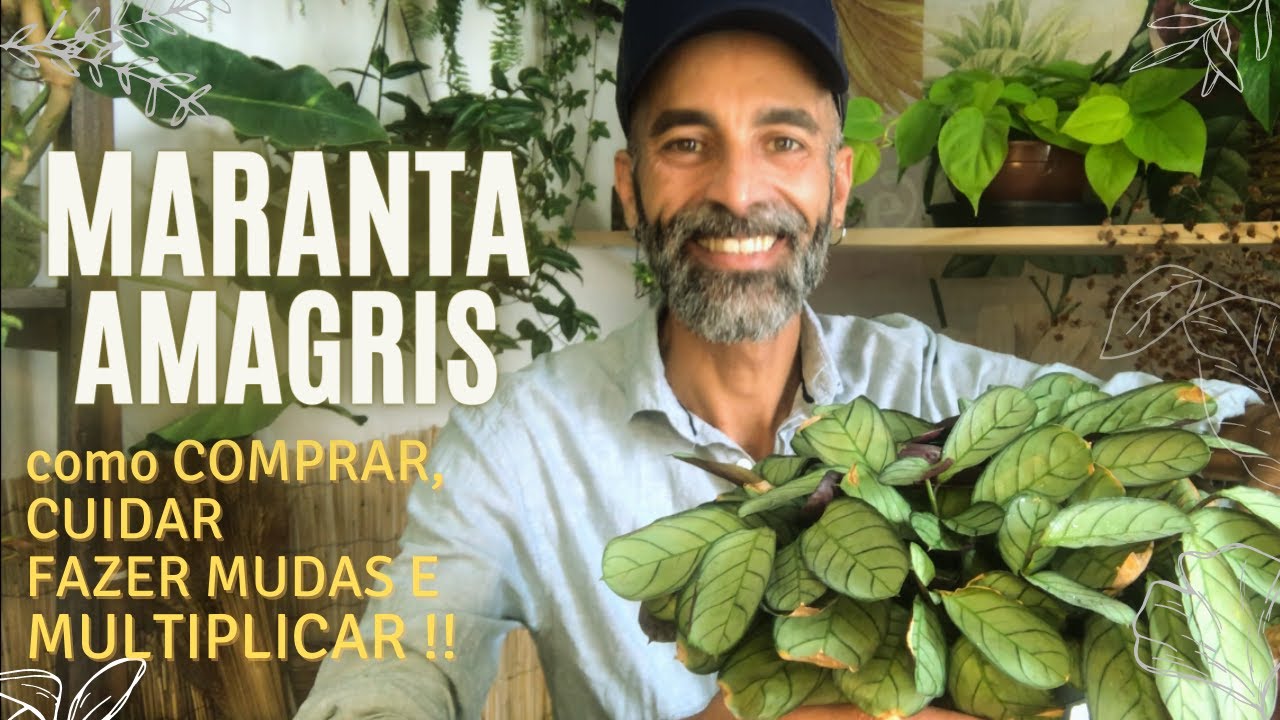 Como tirar mudas e cuidar da MARANTA AMAGRIS