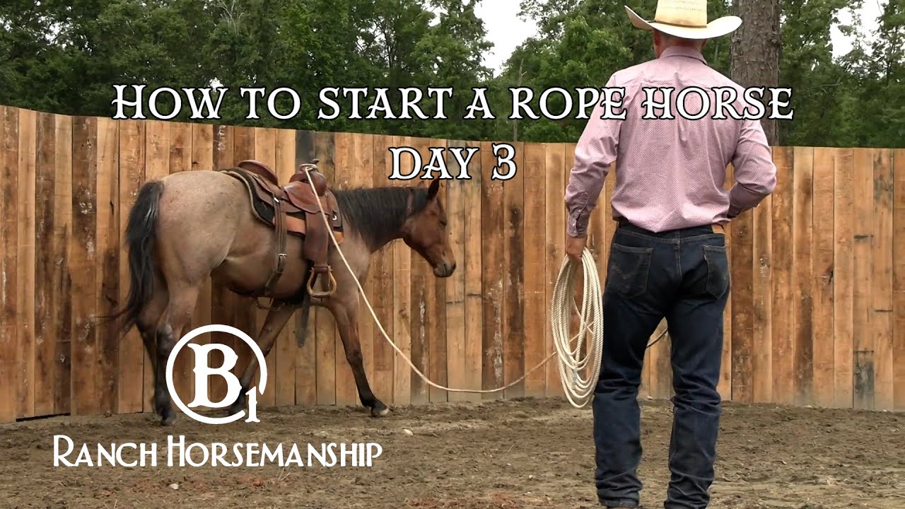 How To Start a Rope Horse Day 3 Preview