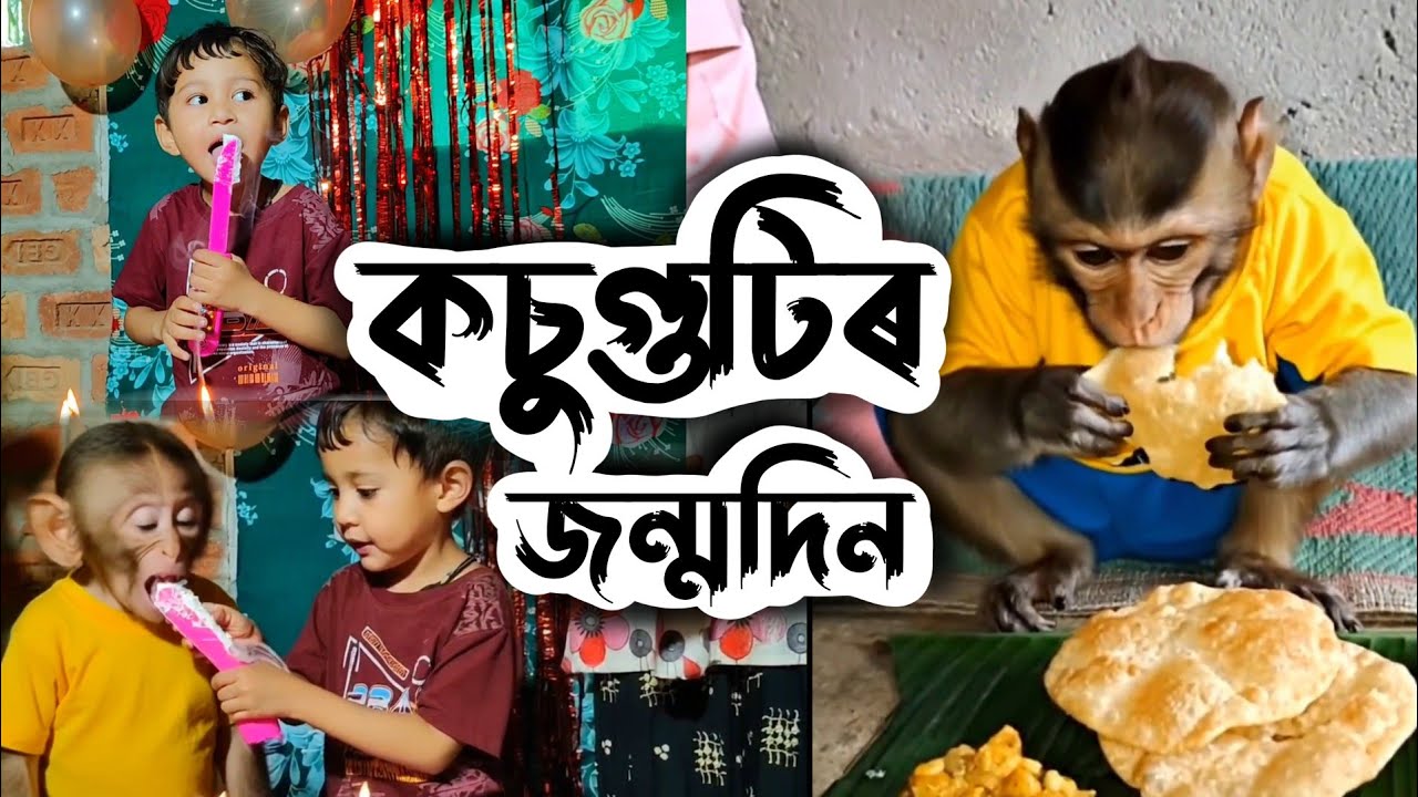 কচুগুটিৰ জন্মদিন 🤗 | Bandor Bhokot's Grandson |  Assamese Vlog