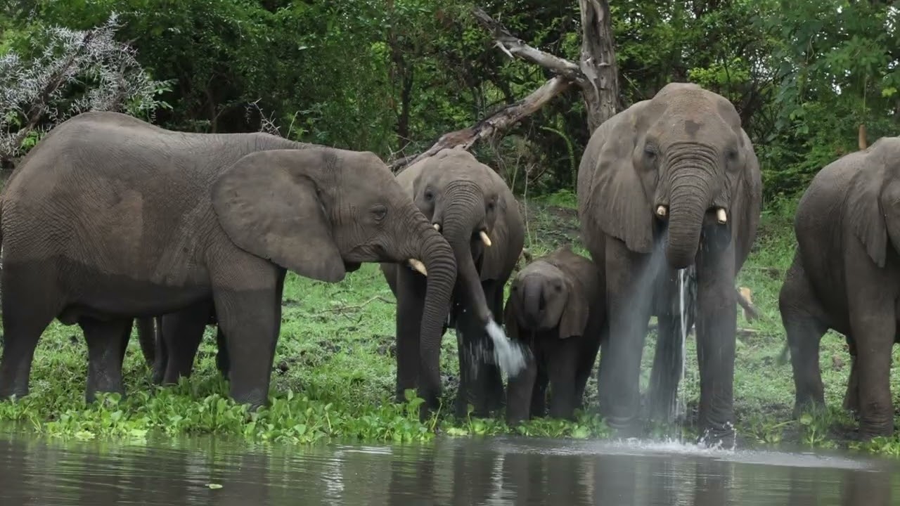 Malawi Elephants