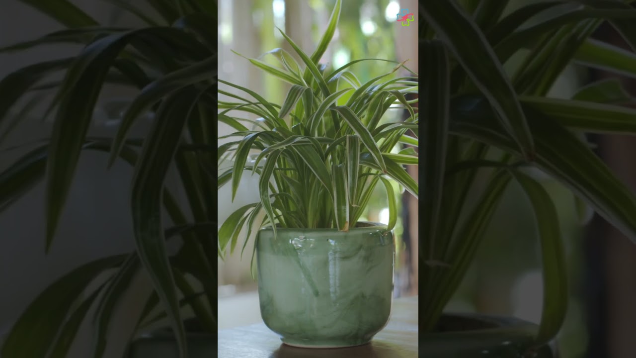 Indoor Plants that Reduce Respiratory Problems