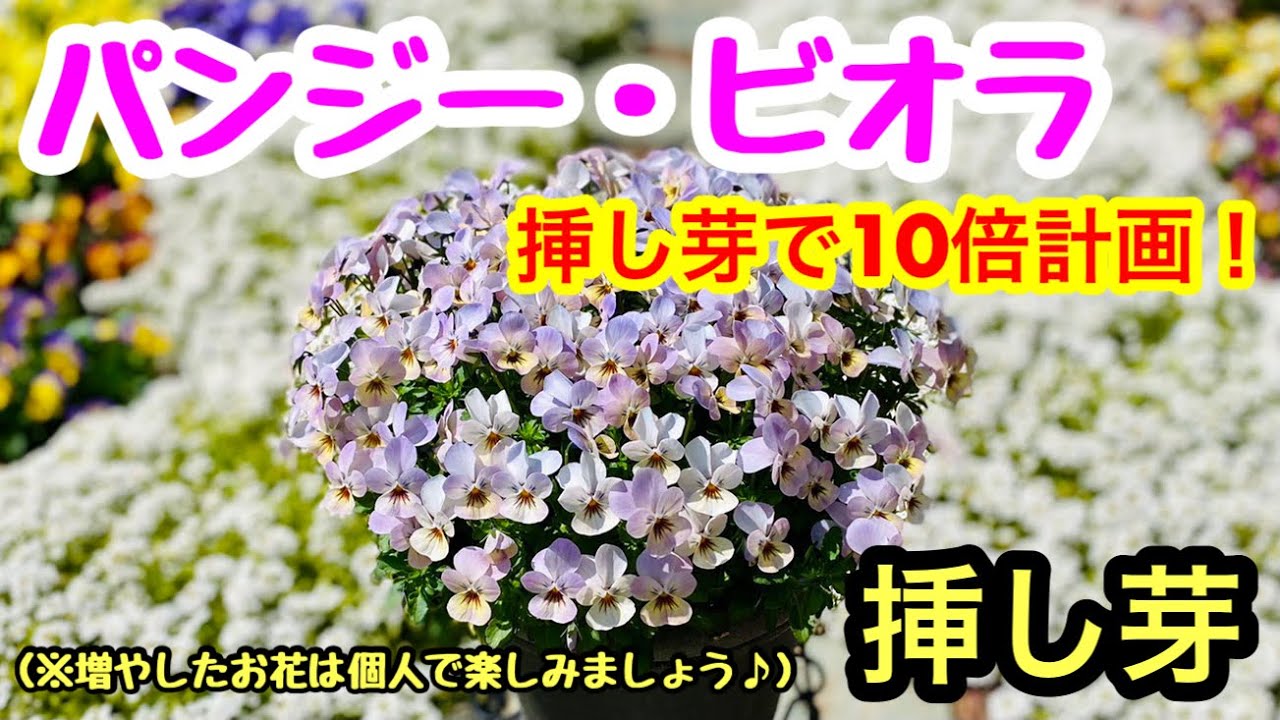 『挿し芽で10倍』楽しみしかないっ❣️もう春まで待ちきれない🌸🌸🌸