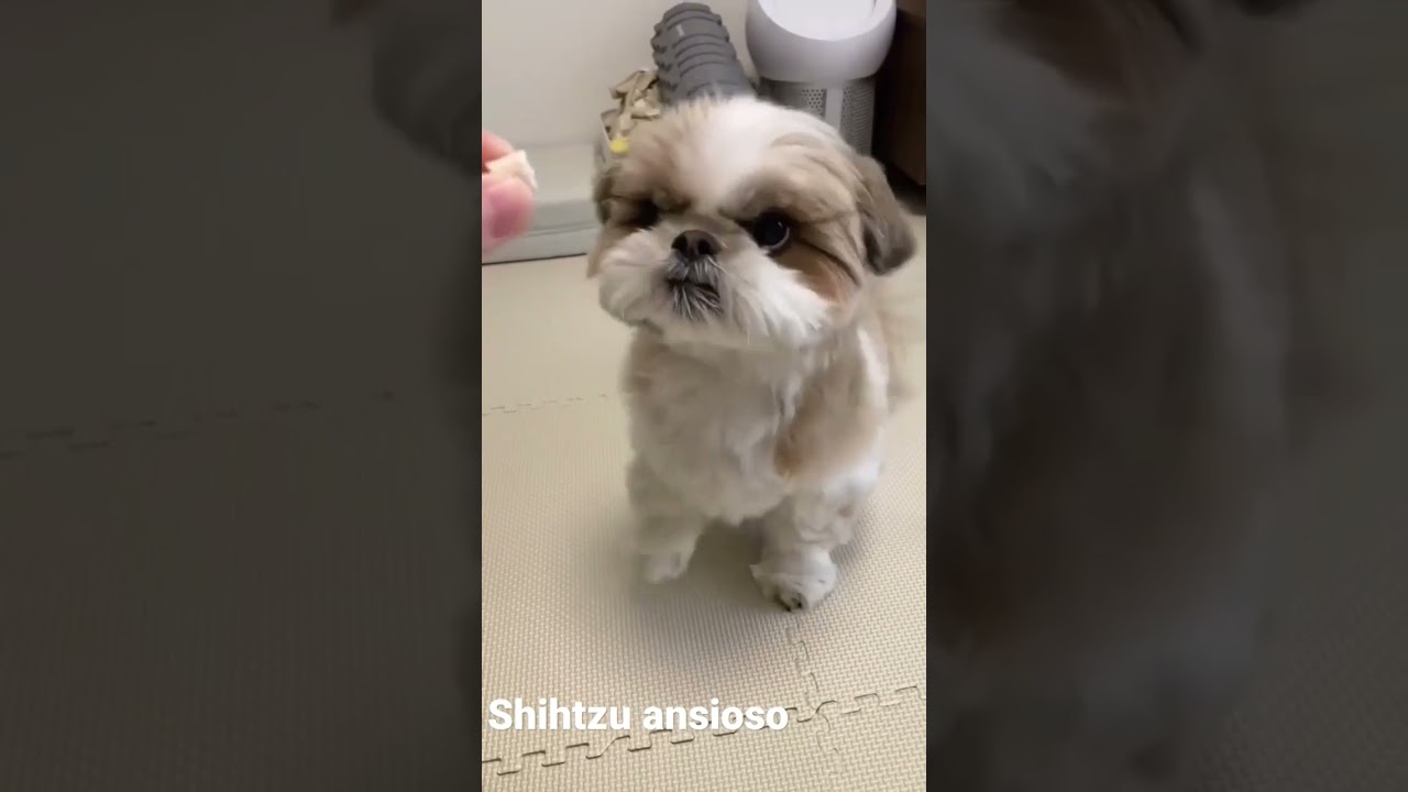 SHIHTZU Filhote Adestramento R&aacute;pido Com Petisco.