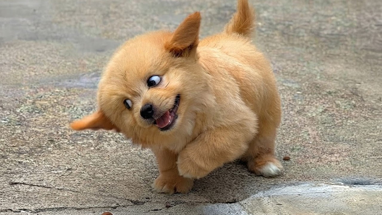 You Can&rsquo;t Watch These Cute PUPPIES Just Once! 🤣 🤣 FUNNY PUPPY Videos of 2026