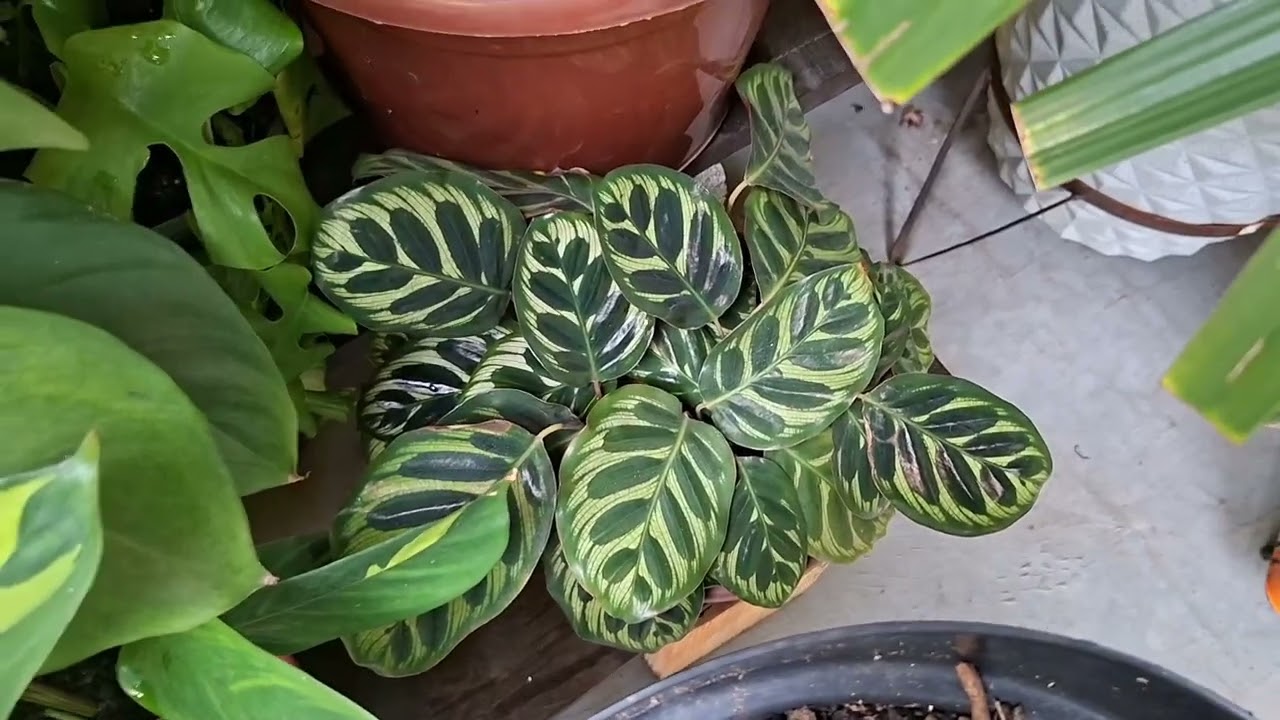 🌧️ Atualização das Plantas de Sombra que Sofreram com o Excesso de Chuva