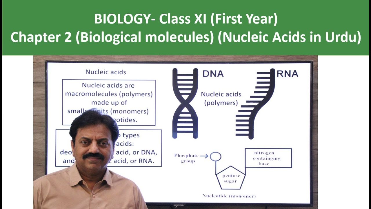 Nucleic acids / First Year Biology / Chapter 2 / Part 16