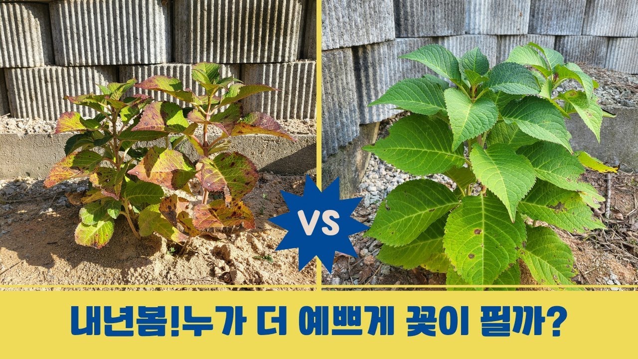 수국 내년에 예쁘게 꽃보는 방법