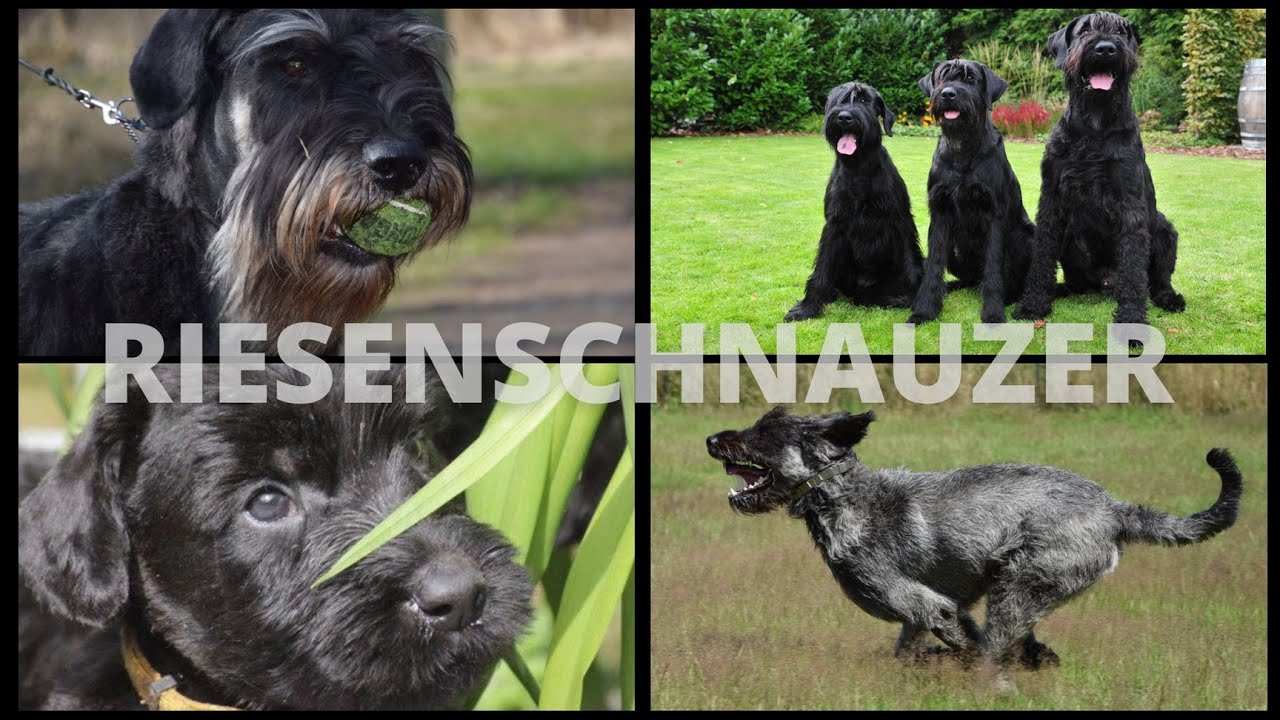 Riesenschnauzer | Rasseportrait