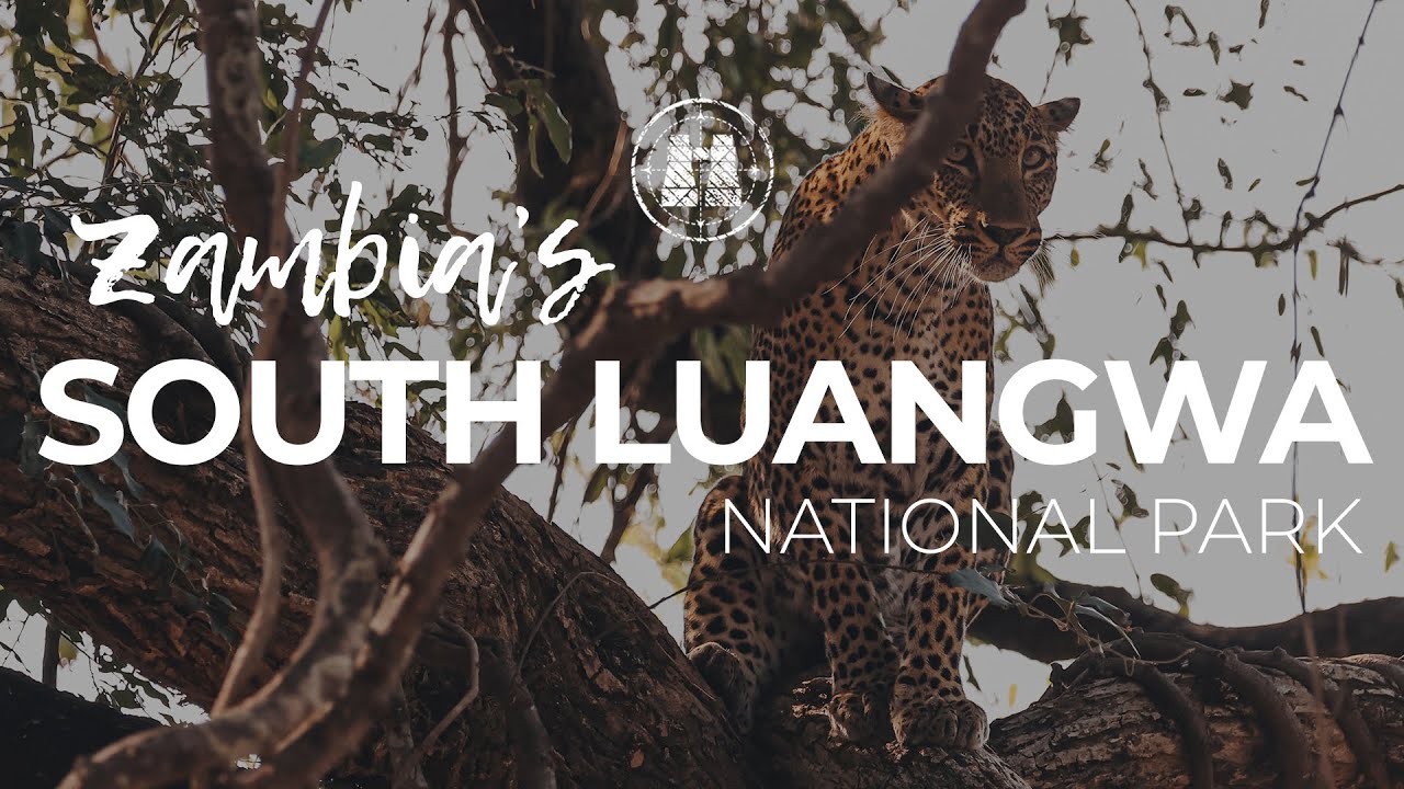South Luangwa National Park, Zambia / 2023