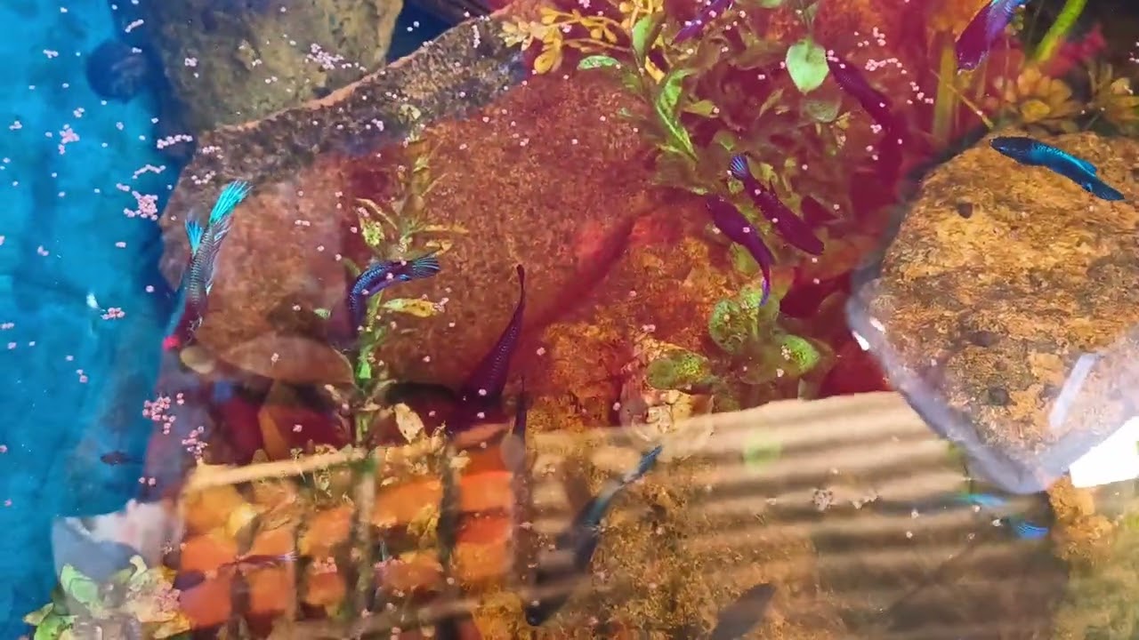 Os bettas que tenho em caixa de geladeira 