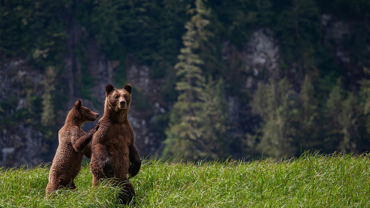 The Lush Scenery Of Canada's Great Bear Rainforest