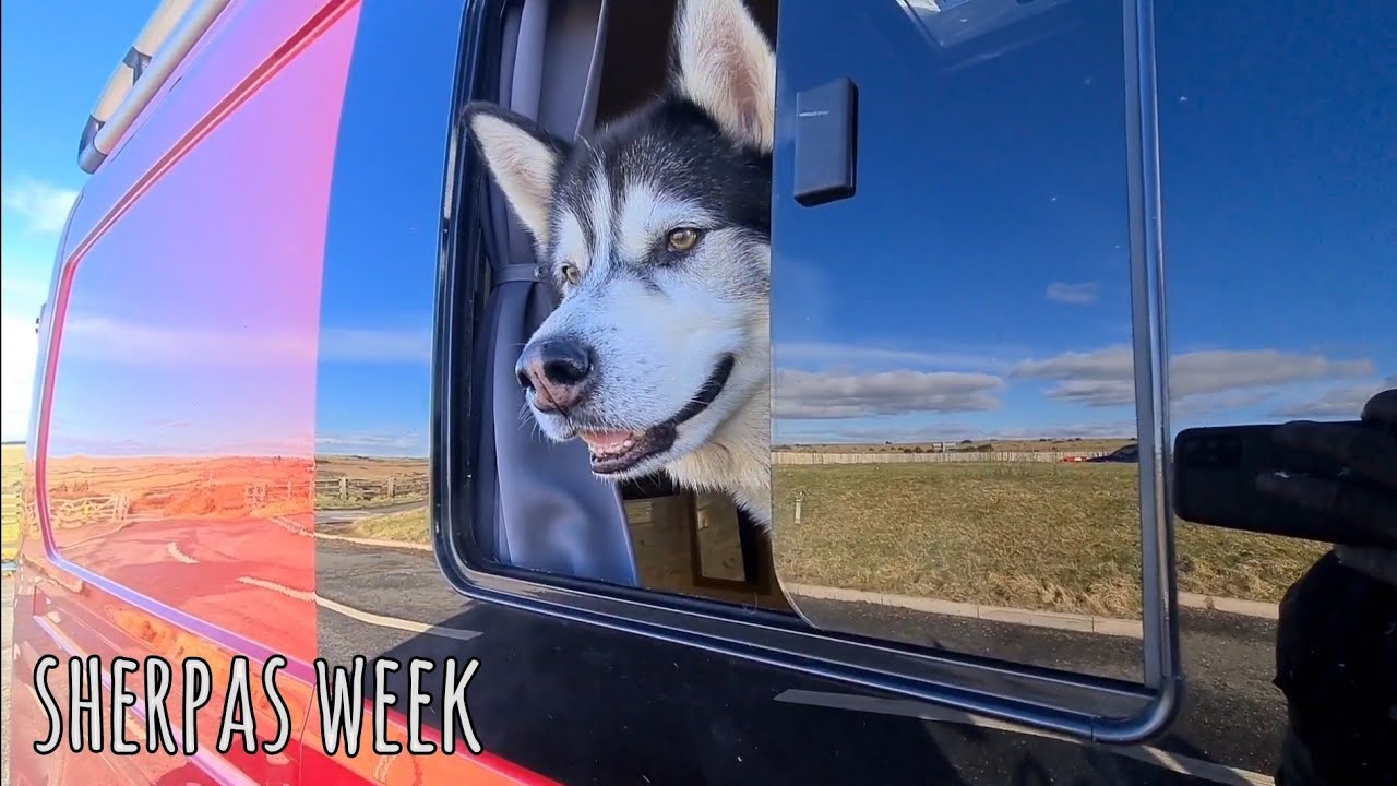 How many times does Sarah tells Sherpa to Sit! Husky Malamute Wanders
