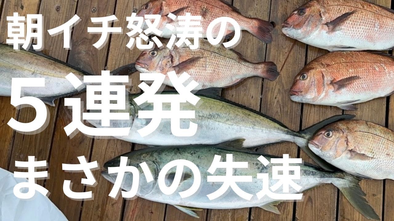 【海上釣堀】 朝一怒涛の5連発からまさかの失速!!  辨屋 釣り堀 伊勢志摩つりとも研究所 #イセケン #iseken #辨屋 #ハリミツ #イセケンTシャツ #海上釣り堀 #海上釣堀