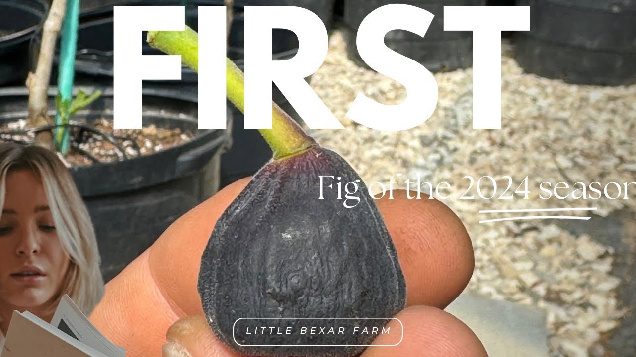 First fig of the 2024 season