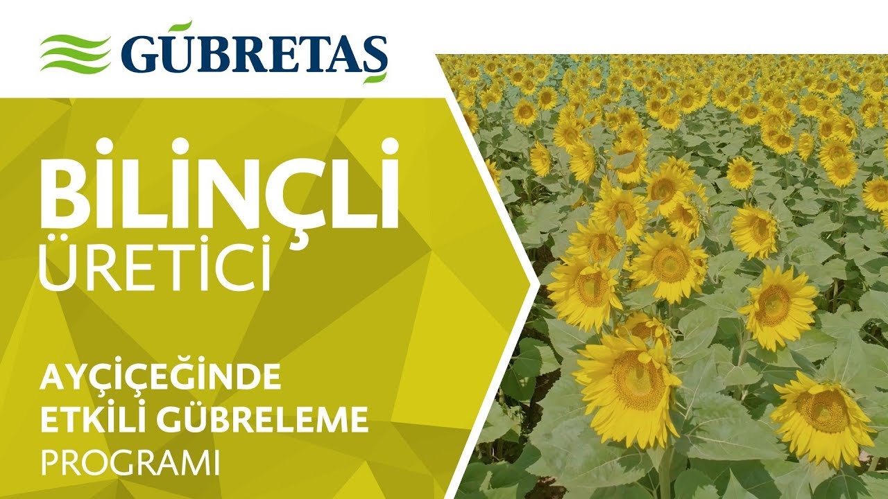 Ayçiçeği | Etkili Gübreleme Programı