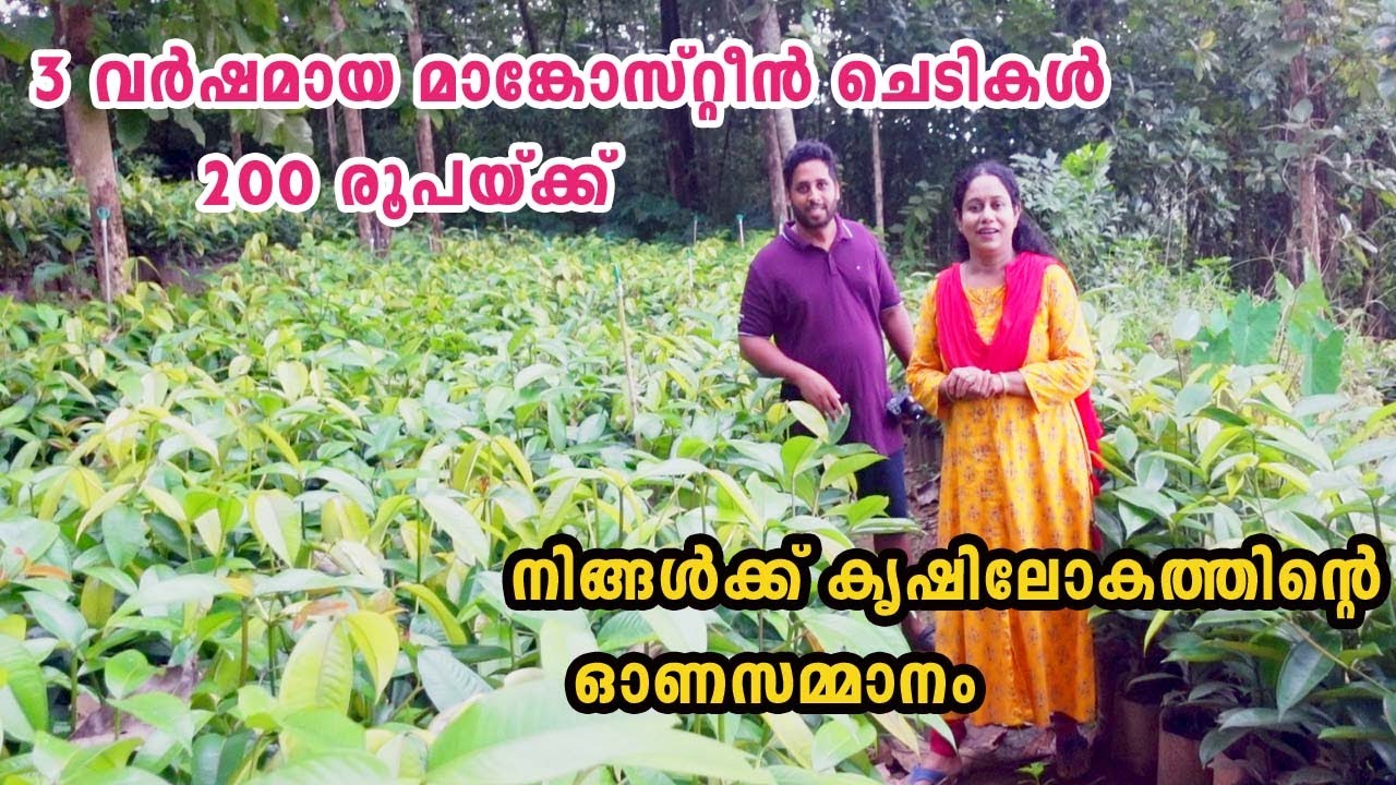 കേരളത്തിൽ ഏറ്റവും കുറഞ്ഞ വിലയിൽ മാങ്കോസ്റ്റീൻ ചെടികൾ ലഭിക്കുന്ന നഴ്സറി Mangosteen Plant Nursery