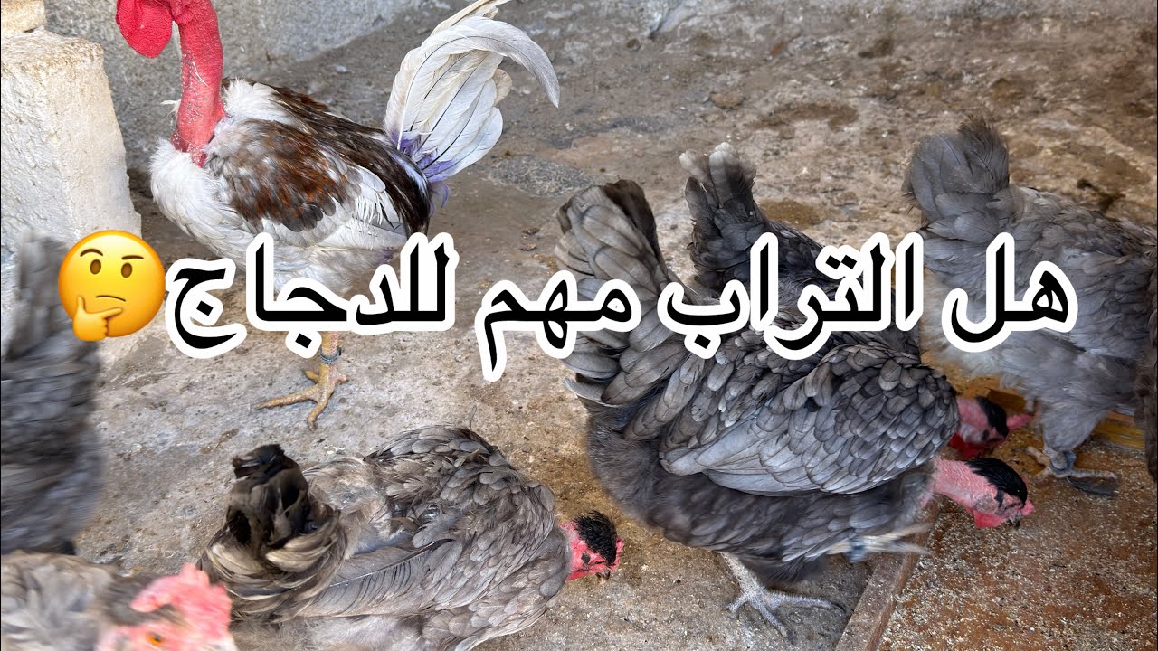 سوينة تغييرات داخل الحظيرة+ عرضنه فقاسه للبيع 🐔🐣