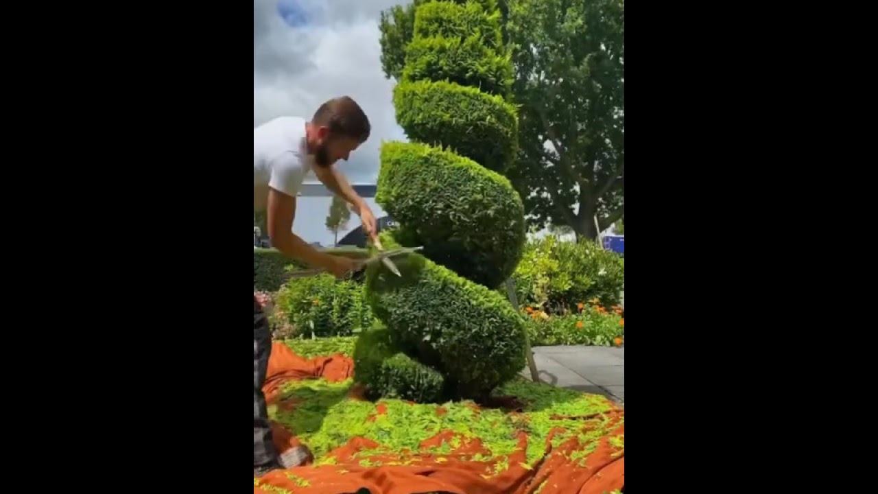 Satisfying conifer spiral topiary trim