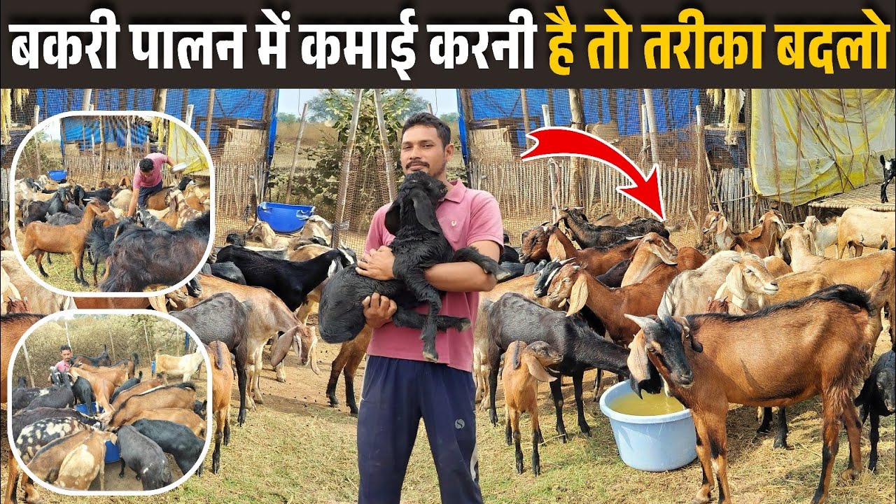 Goat Farming की कड़वी सच्चाई ✅💯 2 वर्ष से देशी Bakri Palan || Commercial Goat Farming