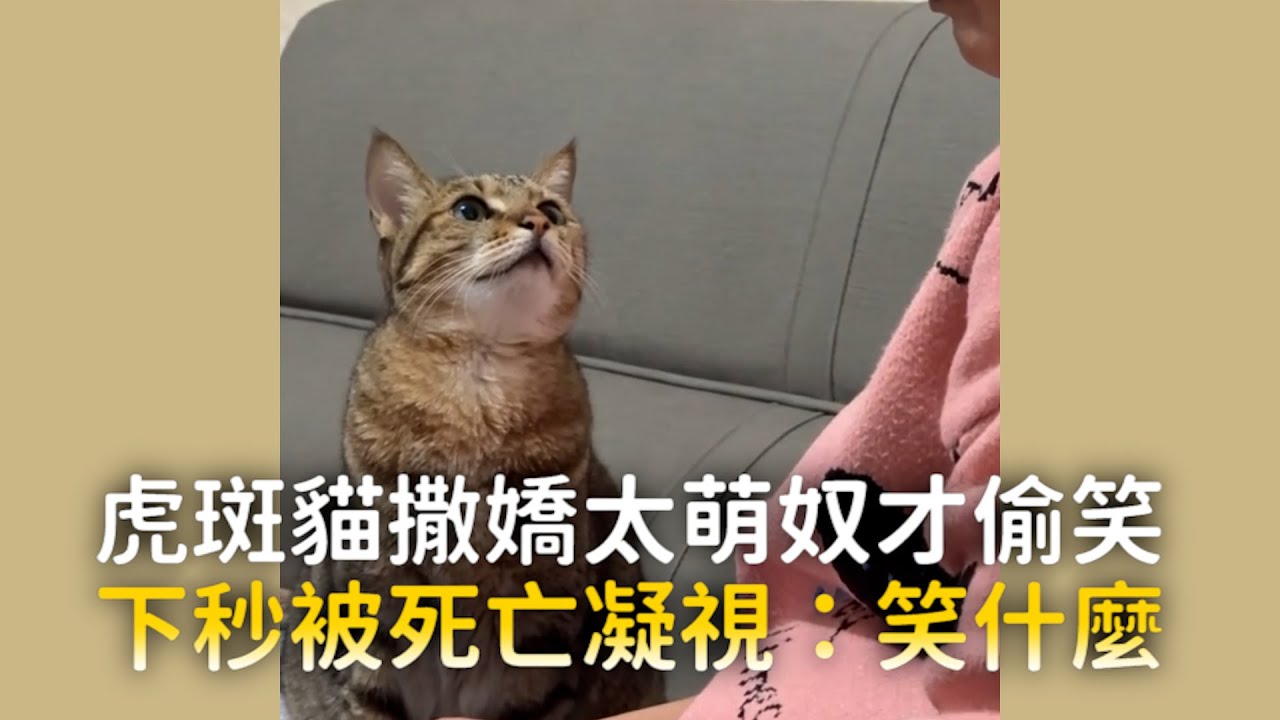 虎斑貓撒嬌太萌奴才偷笑　下秒被死亡凝視：笑什麼