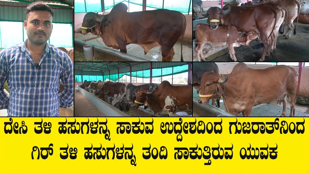 ದೇಸಿ ತಳಿ ಹಸುಗಳನ್ನ ಸಾಕುವ ಉದ್ದೇಶದಿಂದ ಗುಜರಾತ್ ನಿಂದ ಗಿರ್ ತಳಿ ಹಸುಗಳನ್ನ ತಂದಿ ಸಾಕುತ್ತಿರುವ ಯುವಕ|DESICOW FARM