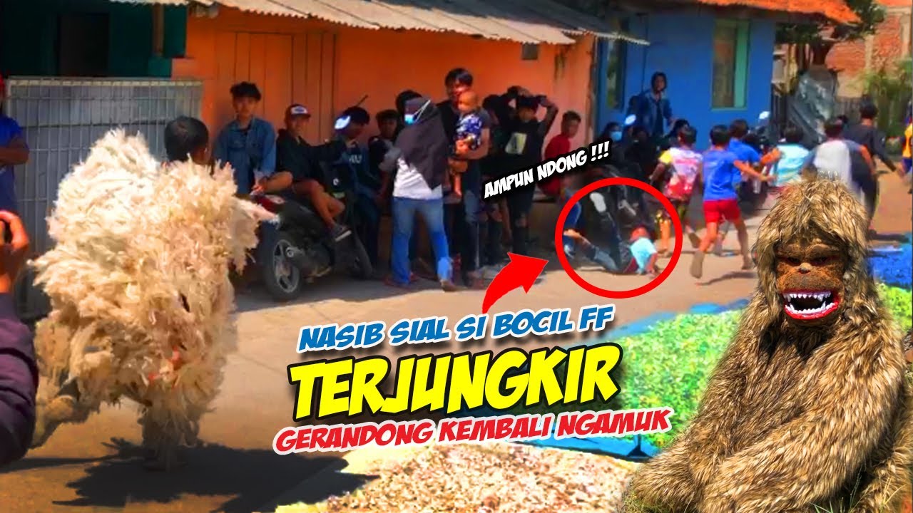 LUTUNG GERANDONG KEMBALI NGAMUK ❗❗ KUDA LUMPING PUTRA MEKAR SALUYU 🔥 @bargolatv