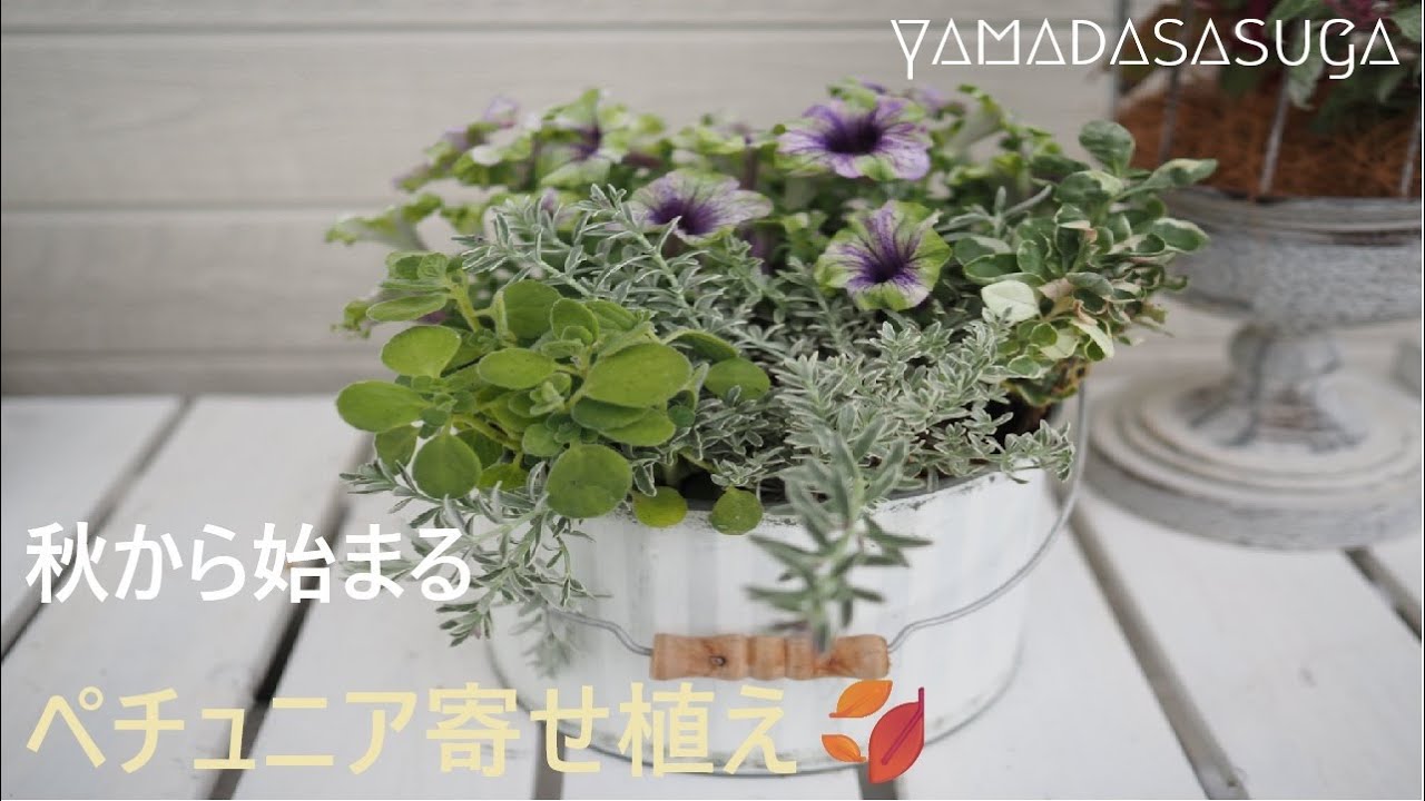 秋から始まるペチュニア寄せ植え🍂