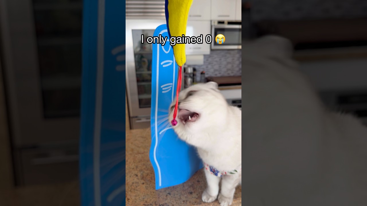 Я набрала всего 0 😭 #kikicutekitty #subscribe #relatable #losingstreak #scottishfold #fypage