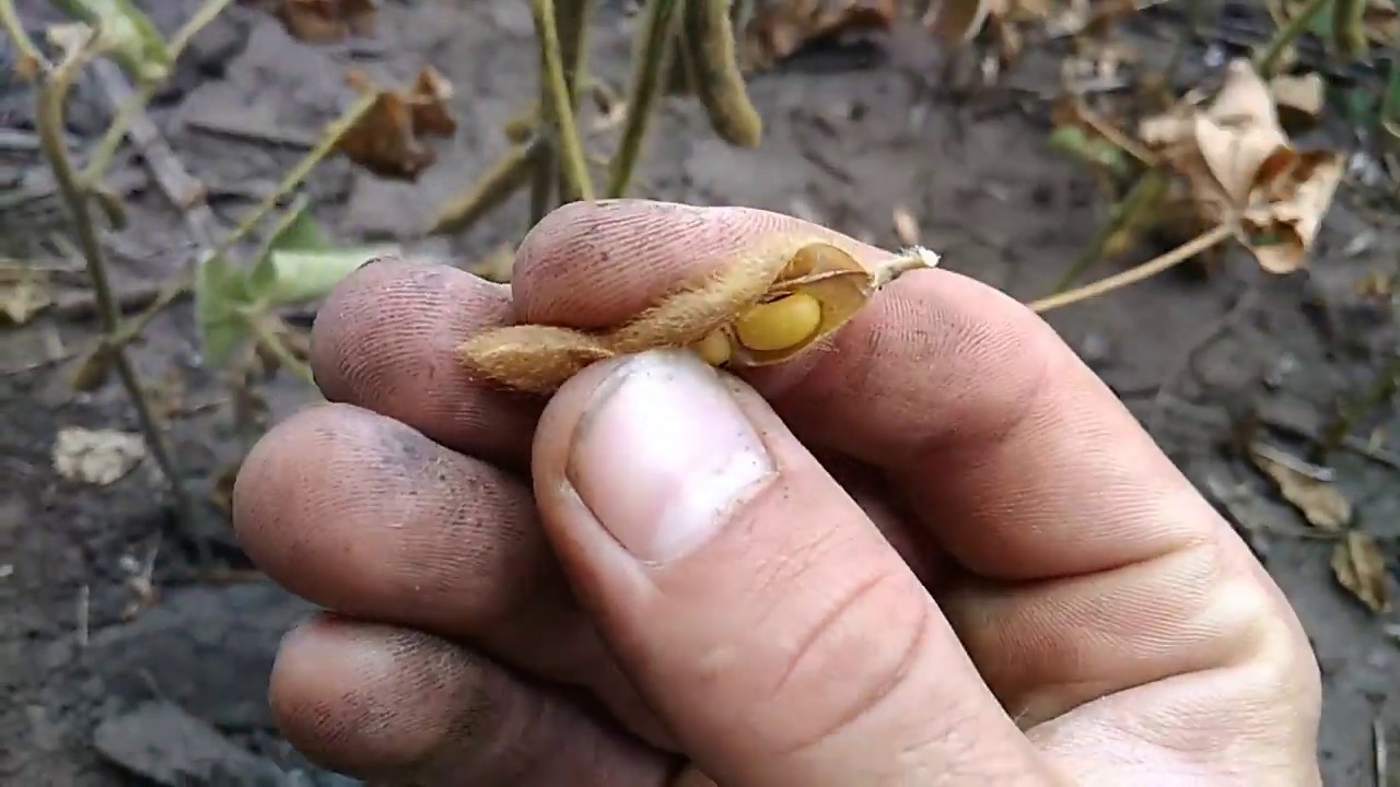 Рання соя🌿🌿 по соняшнику🌻🌻= 2 гербіцидні обробки