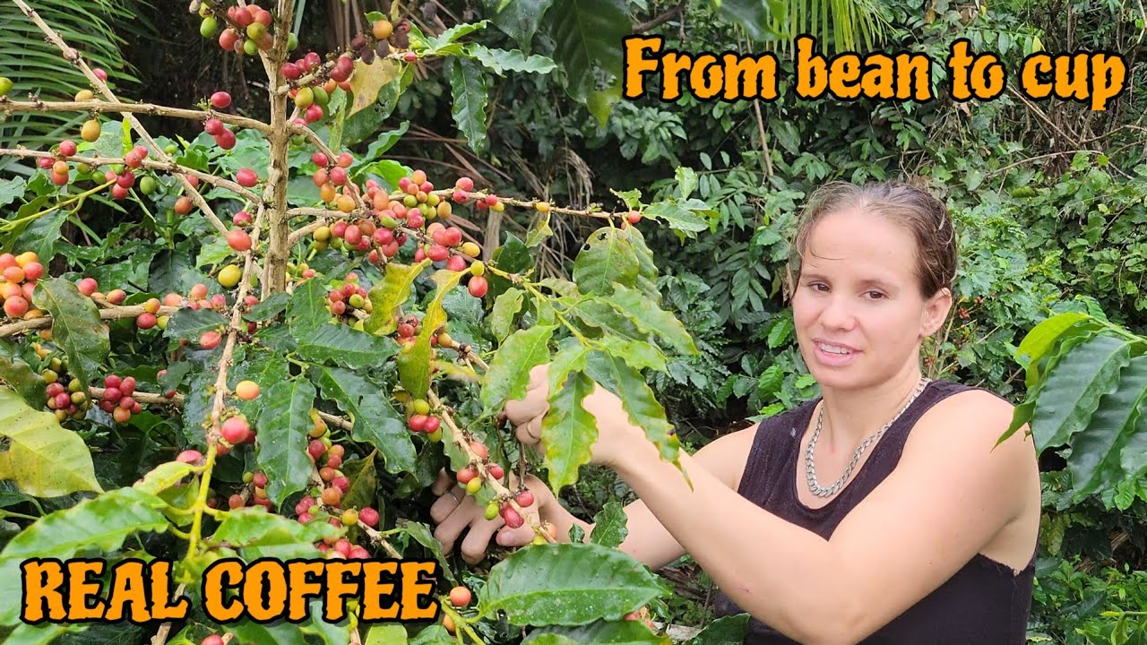 Приготовление кофе с нуля в джунглях 🌴☕