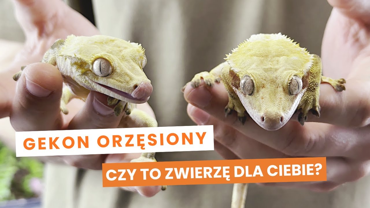 Gekon orzęsiony - podstawy - wszystko co musisz wiedzieć na start (cz. 1)
