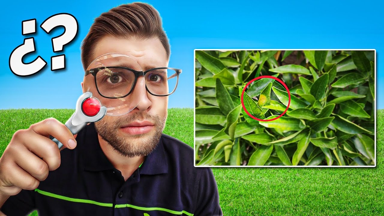 🔎🐛 C&oacute;mo Identificar y Solucionar los PROBLEMAS de Salud de tus FINCAS AGR&Iacute;COLAS 🌳