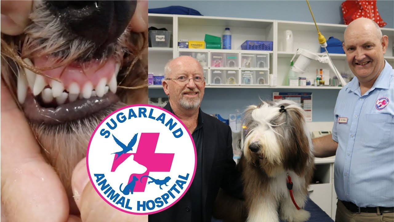 LUKKA THE SHOW DOG CHIPPED HIS TOOTH!