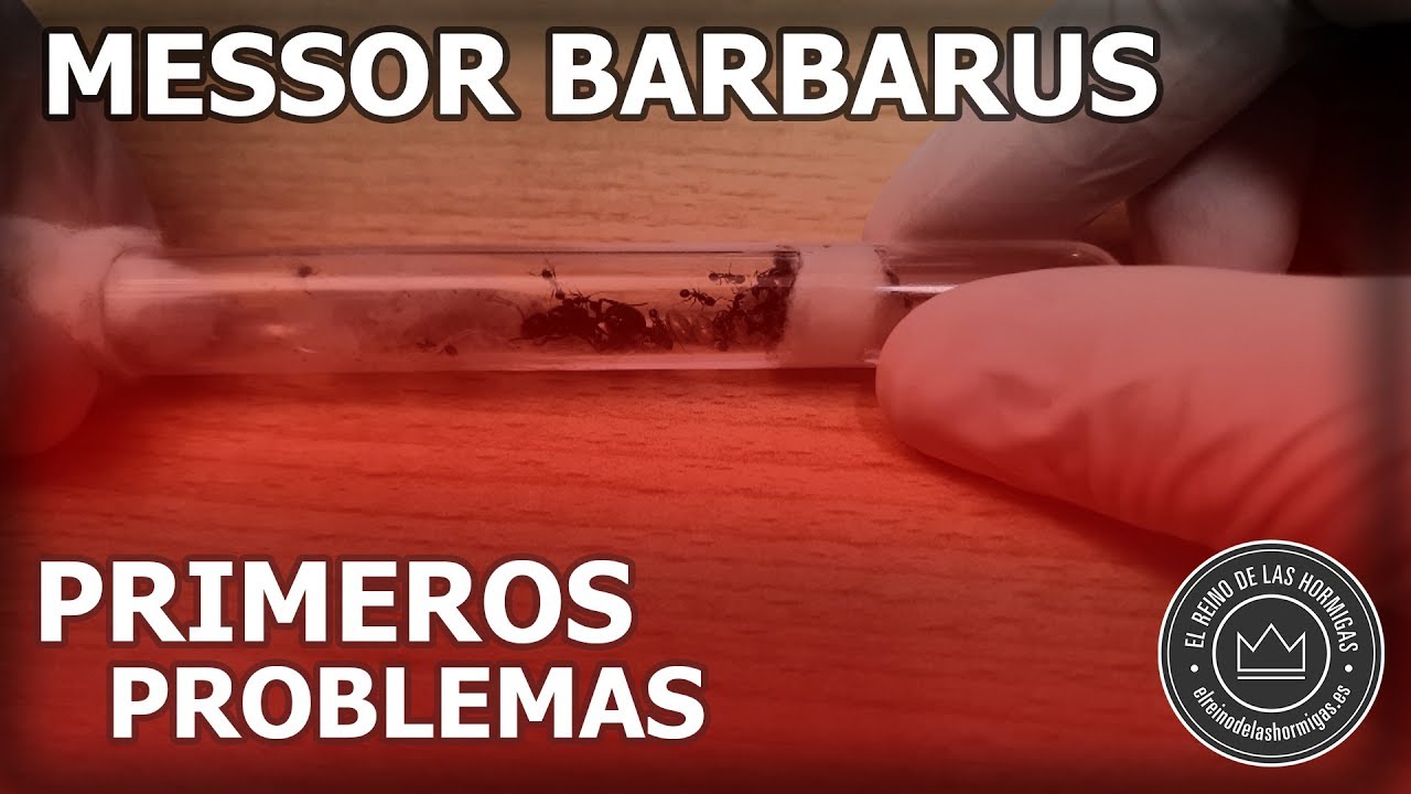 LOS PRIMEROS PROBLEMAS AL CRIAR HORMIGAS | MESSOR BARBARUS DESDE EL PRINCIPIO